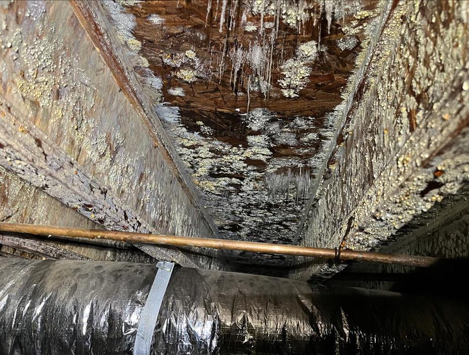 Mold in a crawlspace
